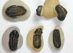 Lot: Assorted Devonian Trilobites - Pieces #119935-1